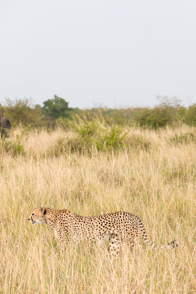 mara